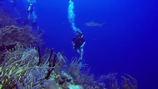 Buzos peligrosamente rodeados por agresivos tiburones