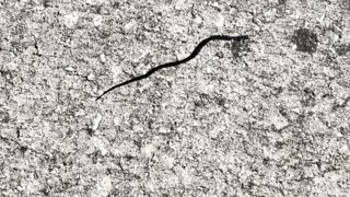 Little snake i scared into the grass