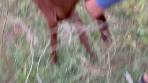 Lika play with goat