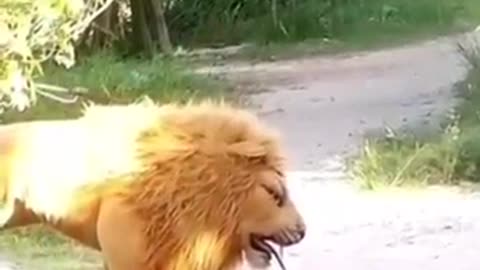 lion and dog