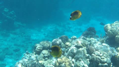 Beautiful underwater world of Egypt/ Listen to how Fish eat corals