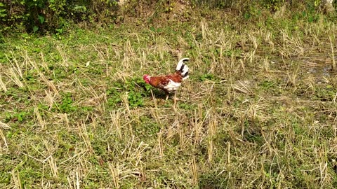 One beautiful hen in open field without any fear