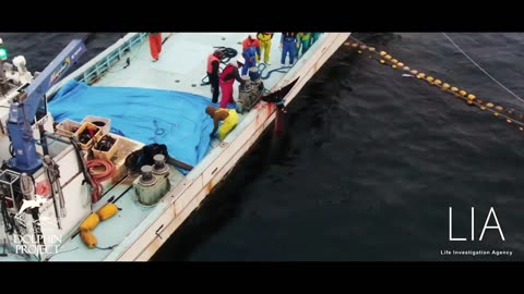 Minke whale 'Hope' - Drowned by Dolphin-killers (fishermens) in Taiji Japan