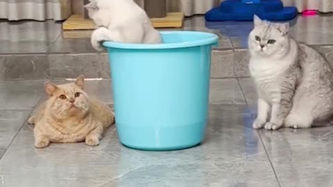 cute kittens got some talents