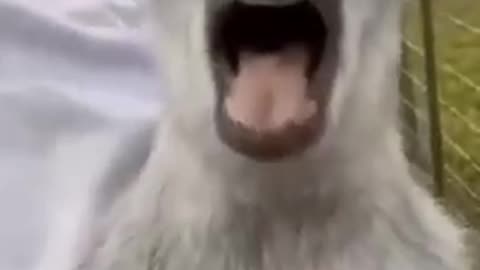 Funny video 😂 animal