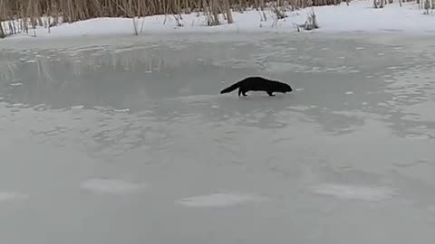 Nutria Masha. beautiful animal