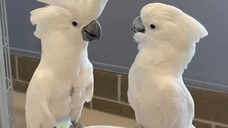 Amazing Cockatoos Dancing....!!!!