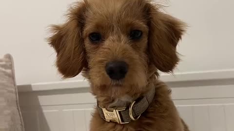 Snazzy Puppy Shows Off Different Hair Styles