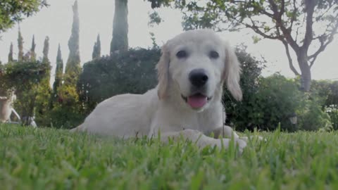 Cute dog|beautiful dog|White dog