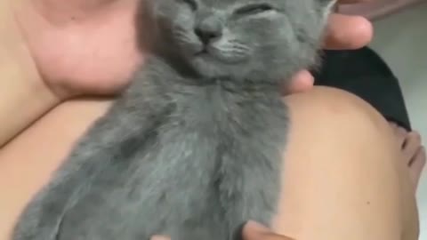 LOVELY KITTY PLAYING IN HAND