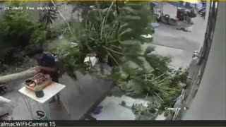 Falling Tree Very Nearly Hits Boy