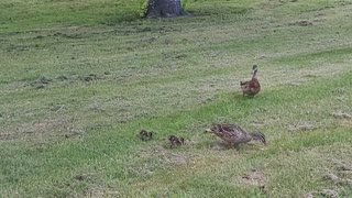 Happy duck family