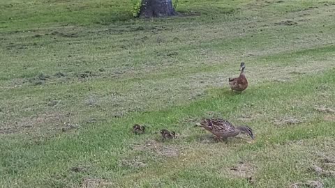 Happy duck family