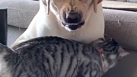 Cat and dog crazy moment videos compilation