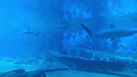 The fall of an American plane on the seabed.