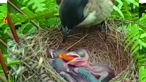Red-vented bulbul birds Have crickets and locusts for her baby to eat