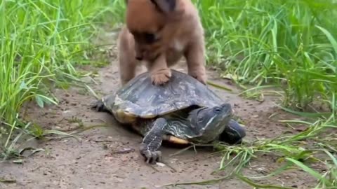 Dog and turtle For frind