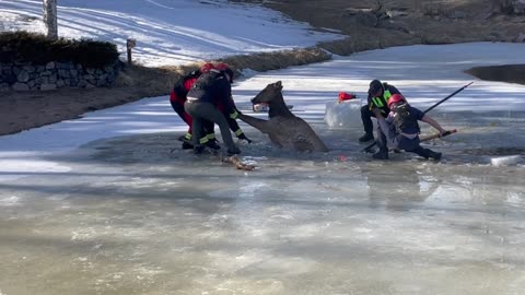 Firefighters Rescue Elk That Fell Into Frozen Pond