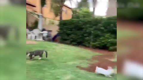 Vídeo de Animais Engraçados - Melhores Vídeos de Gatos😹 e Cachorros🐶 do Mês de 2022! #8