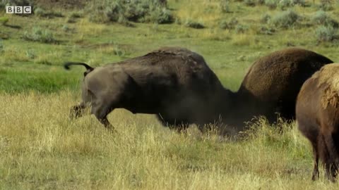 Bison Fight for Mating Rights | BBC Earth