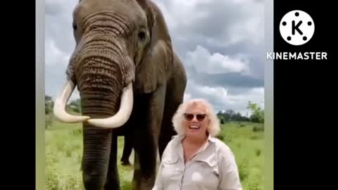 Elephant pretends to eat womans hat and then gives it back