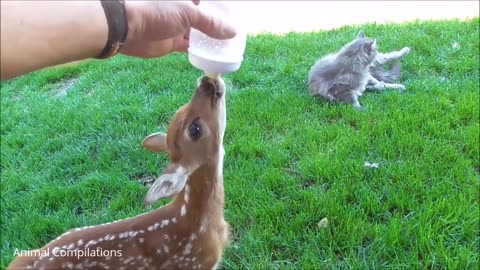 Baby Deer (Fawn) Jumping & Hopping - CUTEST Compilation