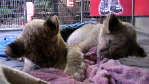 Cachorros de león hacen todo lo posible por mantenerse despiertos