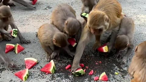 Monkeys Receive a Watermelon Treat