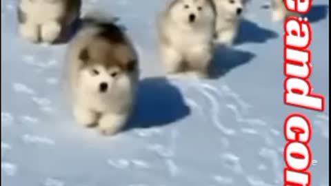 Ice cube puppy