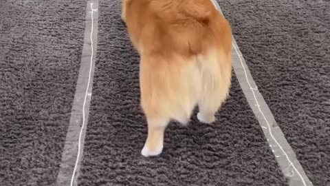 Corgi Has Too Much junk in The Trunk.......🤩😻😻😻😻