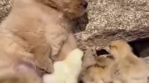 Cute Puppy with Duckling's #shorts #viral #shortsvideo #video