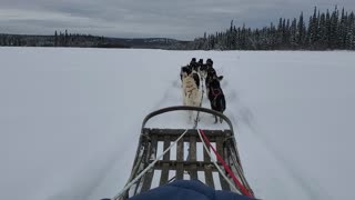 Dog sled ride in Fairbanks, AK