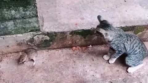 Tom & Jerry real life version