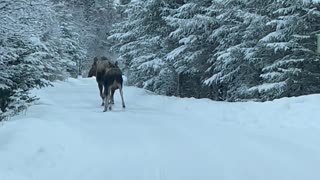 Encountering Moose Tracks On The Road