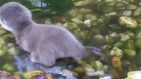 A baby otter enjoys the water for the first time.