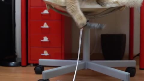 cat play with a tail machine