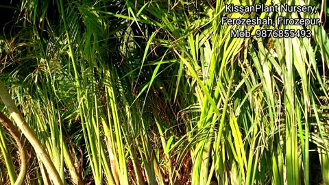 Bottle Palm plant 10-12 ft rs 400 only