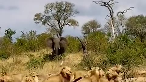 Elephant vs a Pride of Lions- Who is the Real King #shorts #animals