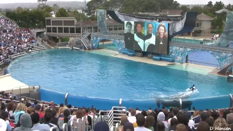 SeaWorld Killer Whale water show