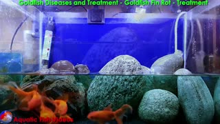 Goldfish Diseases and Treatment - Goldfish Fin Rot - Treatment