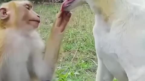 Funny Moments of Dog and Monkey Part 2