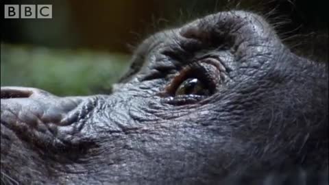 Violent chimpanzee attack - Planet Earth - BBC wildlife