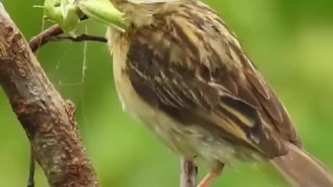 Not so hoppy grasshopper 🦗 #bird #grasshopper #spider