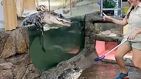 Crocodile is trying to snatch the broiler from a girl