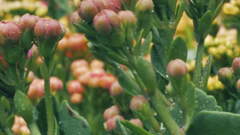 Bunches of unopened flowers