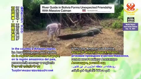 a caiman crocodile - friendly