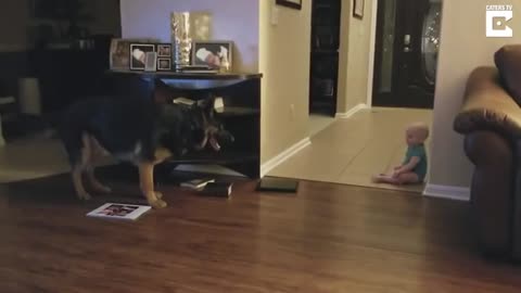 cute little baby playing with german shepherd