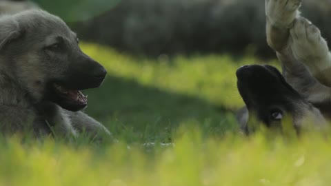 Dogs Playing