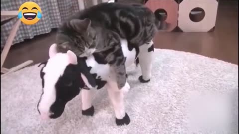 Hilarious Animal Videos to Make You Laugh (Try Not to Laugh!)