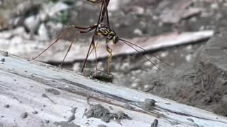 Wasp lays eggs